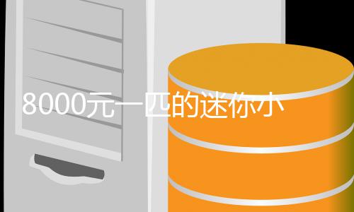 爆火迷你莫上小马头元一一夜切之间匹的
